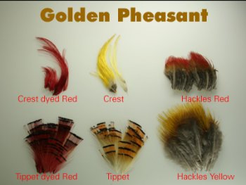 Goldfasanfeder verschiedene zur Auswahl