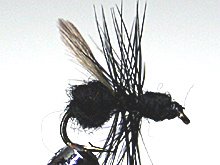 Black Flying Ant Gr.16  Nr.703/2
