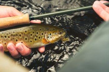 Guideline Embrace LIGHT TROUT Fly Fishing Outfit #5 9FT Das Fliegenfischer-Set mit den 10 fängigen Gratisfliegen in einer praktischen Fliegenbox.